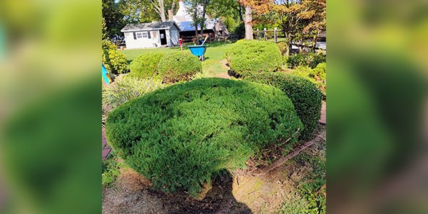 Image Primos landscapíng & Lawn Care Service LLC